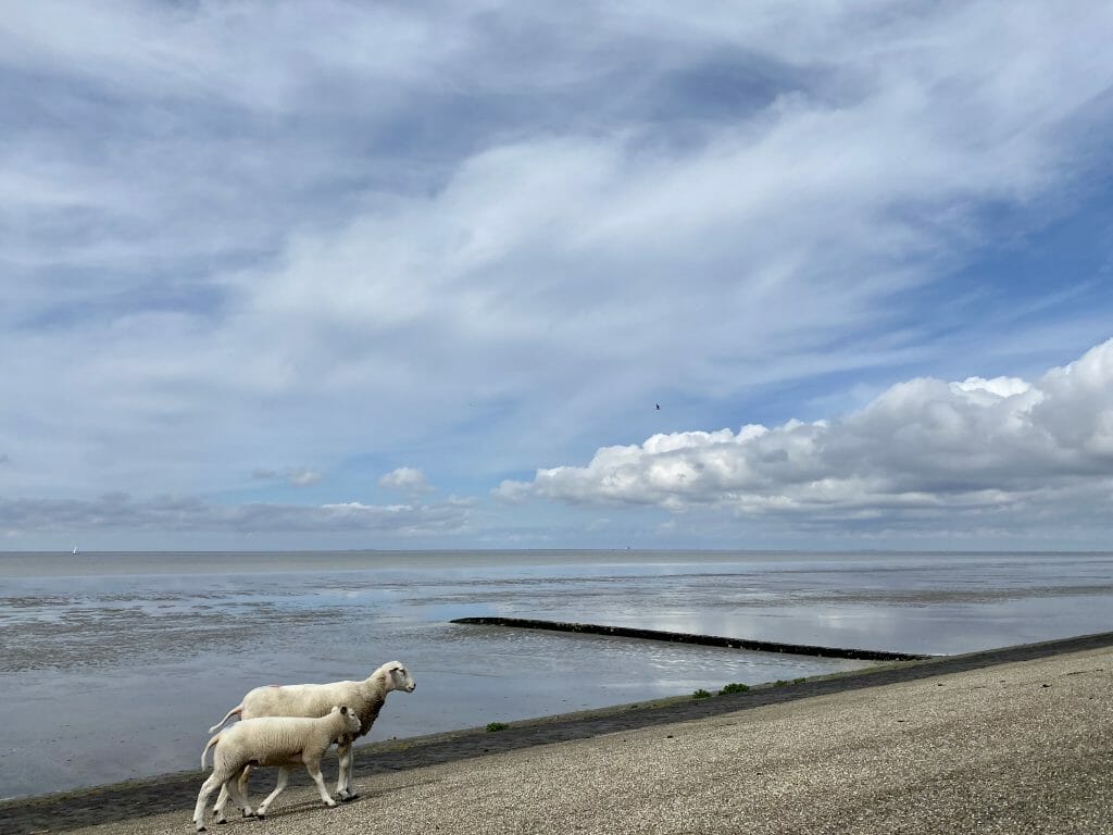 Schapenwolken