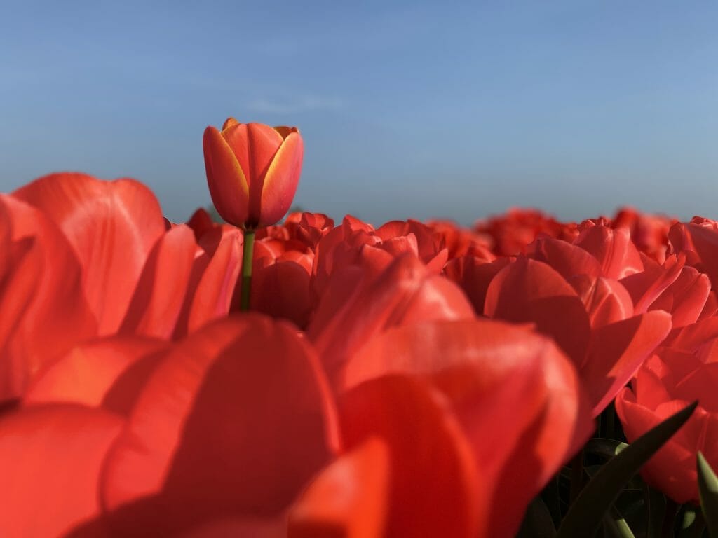 Kop boven het Maaiveld